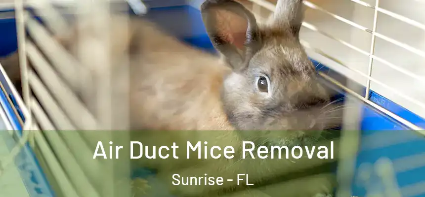  Air Duct Mice Removal Sunrise - FL